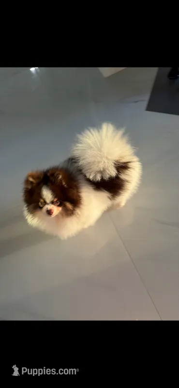 Korean Male Pomeranian  – Pomeranian puppy for sale in Lehigh Acres, FL