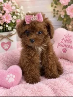 Toy poodle  female , a female Poodle - Toy  for sale in Lehigh Acres, FL – 2 of 3