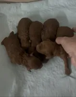 Red toy poodle female , a female Poodle - Toy  for sale in Lehigh Acres, FL – 10 of 10