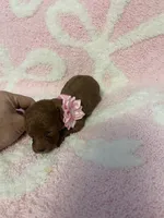 Red toy poodle female , a female Poodle - Toy  for sale in Lehigh Acres, FL – 8 of 10