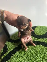 Chocolate and tan male chihuahua , a male Chihuahua for sale in Lehigh Acres, FL – 2 of 4