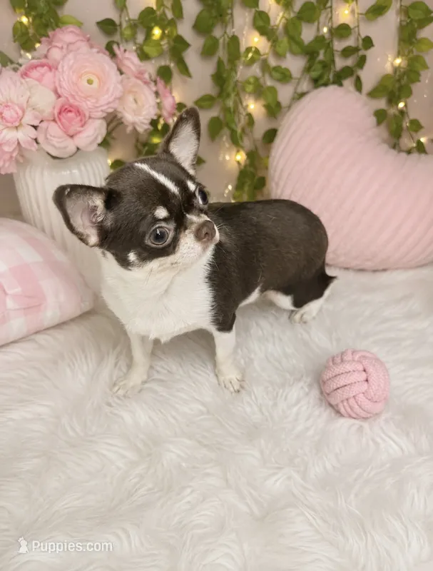 Chocolate and tan female Chihuahua  – Chihuahua puppy for sale in Lehigh Acres, FL