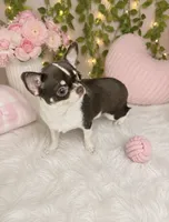 Chocolate and tan female Chihuahua , a female Chihuahua for sale in Lehigh Acres, FL – 1 of 3