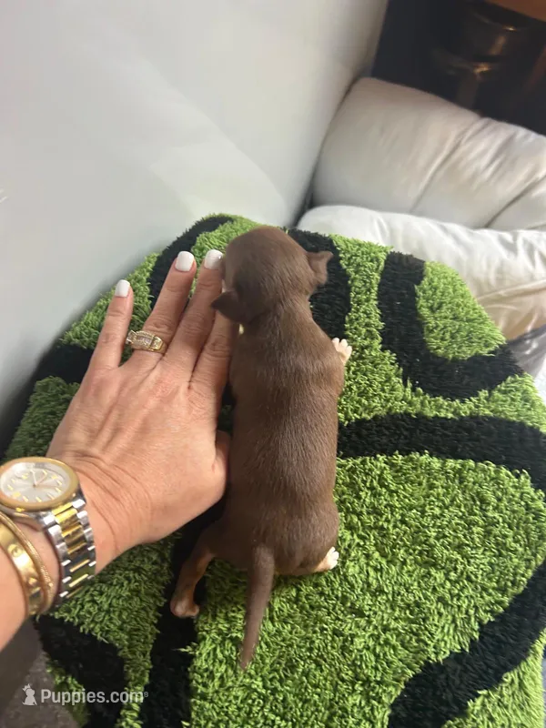 Chocolate and tan male chihuahua  – Chihuahua puppy for sale in Lehigh Acres, FL