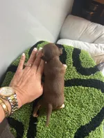 Chocolate and tan male chihuahua , a male Chihuahua for sale in Lehigh Acres, FL – 1 of 4