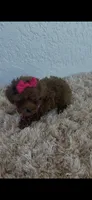 Red toy poodle female , a female Poodle - Toy  for sale in Lehigh Acres, FL – 7 of 7