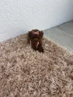 Red toy poodle female  AKC, a female Poodle - Toy  for sale in Lehigh Acres, FL – 3 of 3