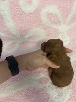 Red toy poodle female , a female Poodle - Toy  for sale in Lehigh Acres, FL – 3 of 10