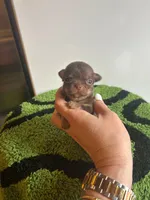 Female chocolate and tan chihuahua , a female Chihuahua for sale in Lehigh Acres, FL – 4 of 5