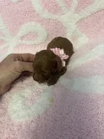 Red toy poodle female , a female Poodle - Toy  for sale in Lehigh Acres, FL – 4 of 10