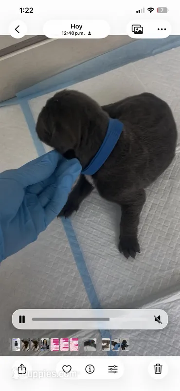 Blue Male Cane corso – Cane Corso puppy for sale in Lehigh Acres, FL