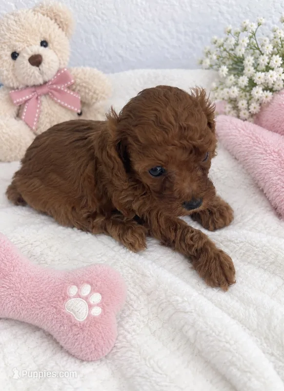 Red toy poodle female  – Poodle - Toy  puppy for sale in Lehigh Acres, FL