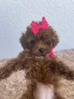 Red toy poodle female , a female Poodle - Toy  for sale in Lehigh Acres, FL – 1 of 7
