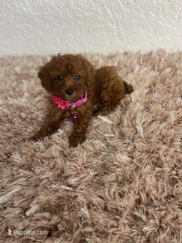 Red female toy poodle  – Poodle - Toy  puppy for sale in Lehigh Acres, FL
