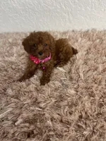 Red female toy poodle , a female Poodle - Toy  for sale in Lehigh Acres, FL – 1 of 3