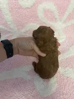 Red toy poodle female , a female Poodle - Toy  for sale in Lehigh Acres, FL – 6 of 10