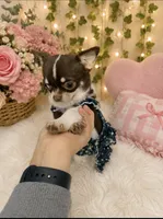 Chocolate and tan female Chihuahua , a female Chihuahua for sale in Lehigh Acres, FL – 2 of 3
