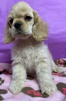 processed/d52272a2-da61-4932-afcb-8deb8716a51e/facility/151e6090-26a9-4cfd-b32d-0bcfdc0ad381