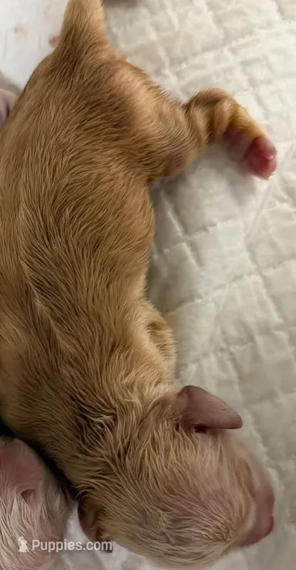 CHAMPION SIRED RED FEMALE – Cocker Spaniel puppy for sale in Ramsey, IN