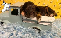 BROWN & TAN MALE, a male Cocker Spaniel for sale in Ramsey, IN – 2 of 5