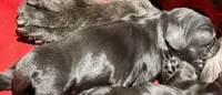 AKC CHAMPION SIRED, a male Cocker Spaniel for sale in Ramsey, IN – 2 of 2