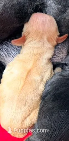 RED CHAMPION SIRED FEMALE – Cocker Spaniel puppy for sale in Ramsey, IN