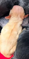 RED CHAMPION SIRED FEMALE, a female Cocker Spaniel for sale in Ramsey, IN – 1 of 1