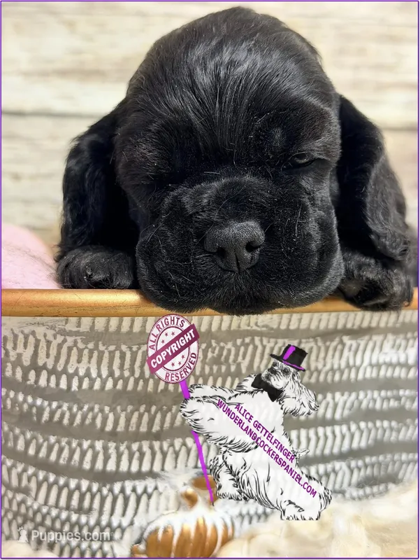 FEMALE, a female Cocker Spaniel for sale in Ramsey, IN – Photo 1 of 2