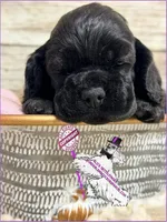 FEMALE, a female Cocker Spaniel for sale in Ramsey, IN – Photo 1 of 2