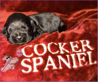 FEMALE, a female Cocker Spaniel for sale in Ramsey, IN – Photo 2 of 2