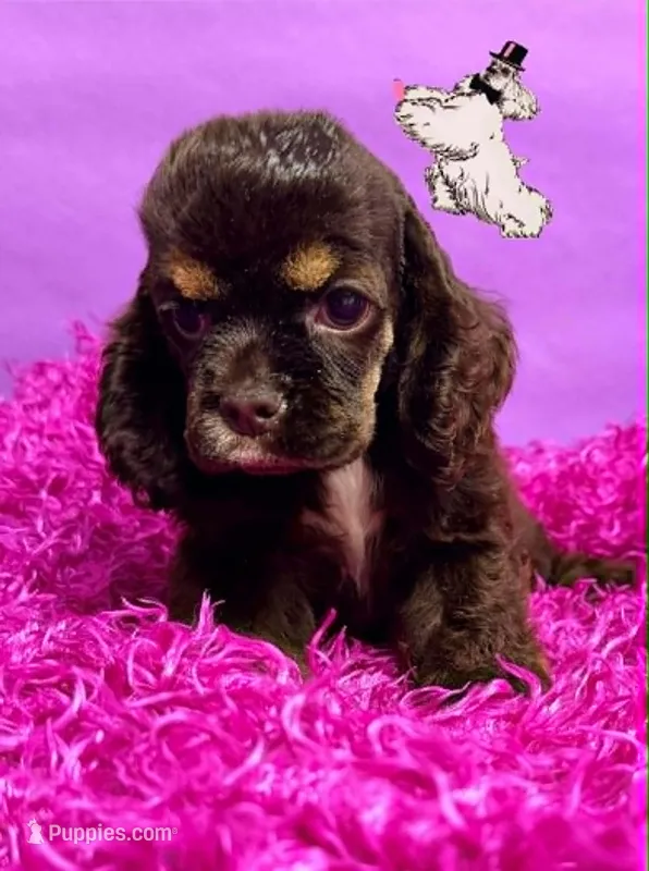 BROWN TAN FEMALE – Cocker Spaniel puppy for sale in Ramsey, IN