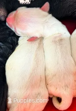 AKC CHAMPION SIRED FEMALE – Cocker Spaniel puppy for sale in Ramsey, IN