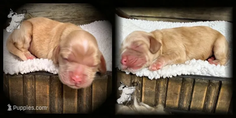 SOLID RED MALE – Cocker Spaniel puppy for sale in Ramsey, IN