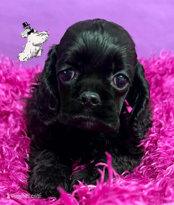 BLACK FEMALE 2 – Cocker Spaniel puppy for sale in Ramsey, IN