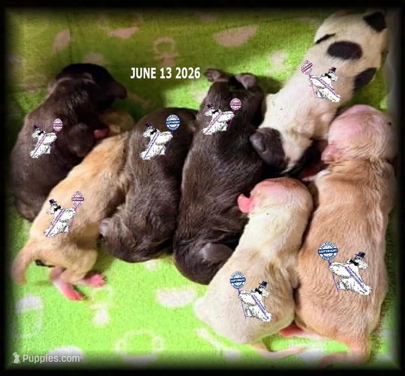 RED WH MAY ROAN MALE – Cocker Spaniel puppy for sale in Ramsey, IN