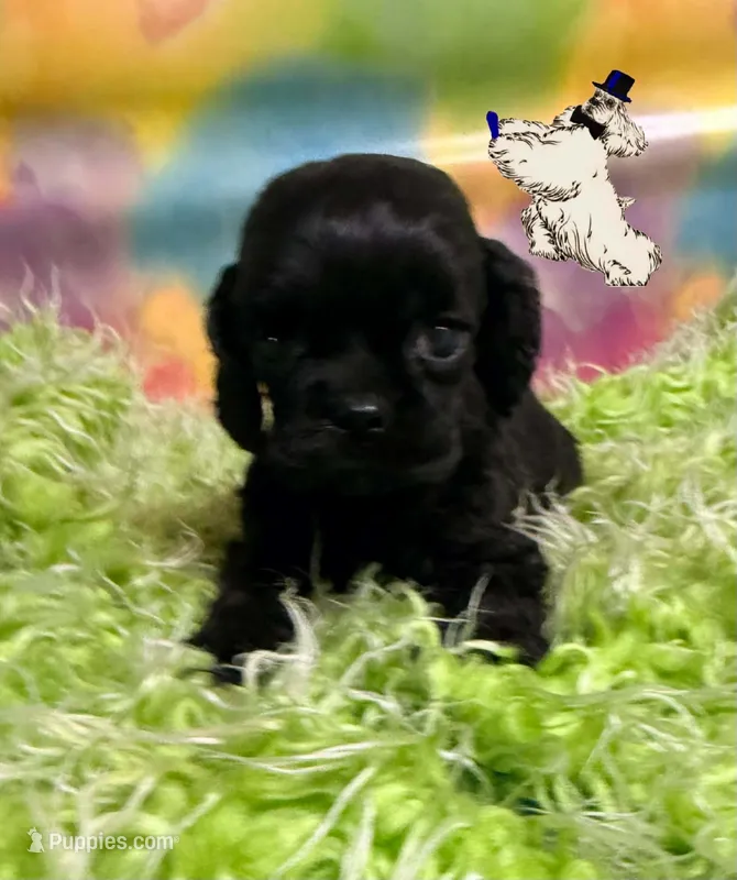 BLACK MALE 3 – Cocker Spaniel puppy for sale in Ramsey, IN