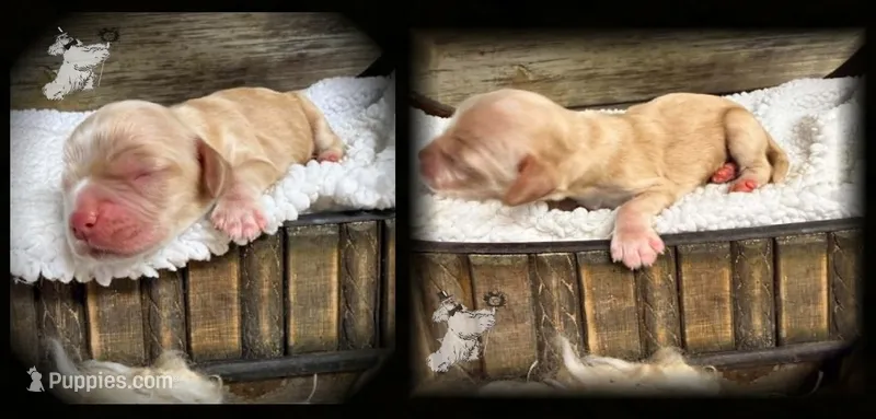 SOLID RED FEMALE – Cocker Spaniel puppy for sale in Ramsey, IN