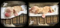 ON HOLD  solid RED FEMALE, a female Cocker Spaniel for sale in Ramsey, IN – 1 of 3