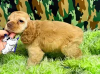 BUFF MALE, a male Cocker Spaniel for sale in Ramsey, IN – 2 of 7