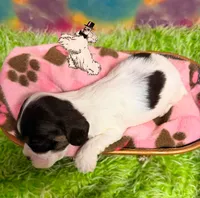 BROWN TRI FEMALE, a female Cocker Spaniel for sale in Ramsey, IN – 2 of 3