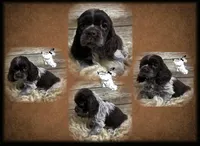 SOLD - CH SIRED BROWN ROAN, a male Cocker Spaniel for sale in Ramsey, IN – Photo 1 of 2