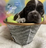 SOLD - CH SIRED BROWN ROAN, a male Cocker Spaniel for sale in Ramsey, IN – Photo 2 of 2