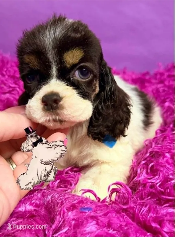BROWN TRI FEMALE – Cocker Spaniel puppy for sale in Ramsey, IN