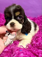BROWN TRI FEMALE, a female Cocker Spaniel for sale in Ramsey, IN – 1 of 3