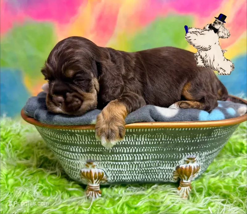 BROWN & TAN MALE – Cocker Spaniel puppy for sale in Ramsey, IN