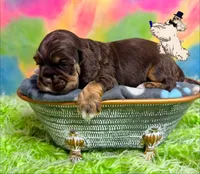 BROWN & TAN MALE, a male Cocker Spaniel for sale in Ramsey, IN – 1 of 5