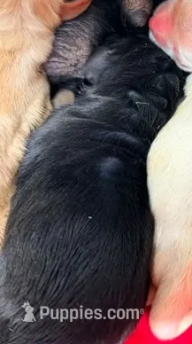 CHAPION SIRED BLACK FEMALE – Cocker Spaniel puppy for sale in Ramsey, IN