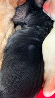 CHAPION SIRED BLACK FEMALE, a female Cocker Spaniel for sale in Ramsey, IN – 1 of 1