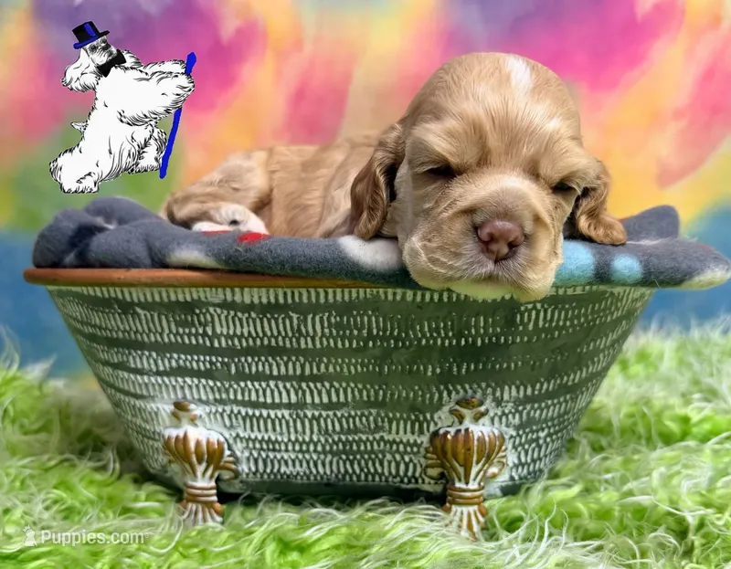 BUFF MALE – Cocker Spaniel puppy for sale in Ramsey, IN