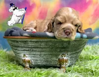 BUFF MALE, a male Cocker Spaniel for sale in Ramsey, IN – 3 of 7